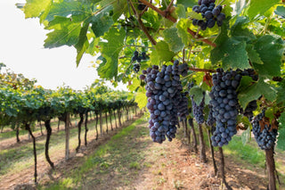 Single-Vineyard vs. Blend: What's the Difference?